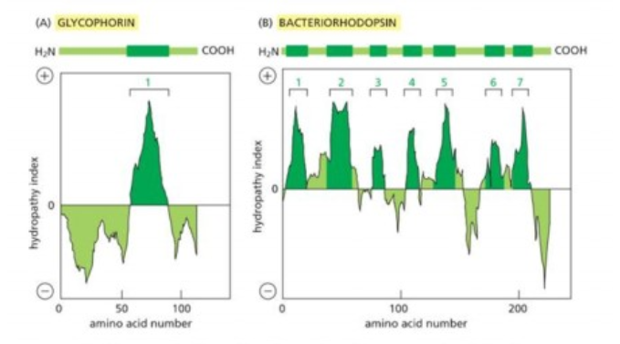 <p>alpha helix. First is one membrane spanning, second is 7 membrane s[anning</p>
