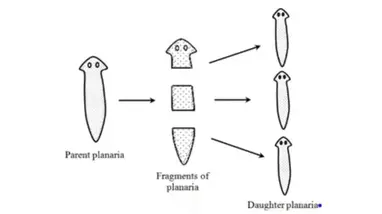 <p>occurs when organism breaks into two or more pieces - whole new organism is produced from each piece</p>