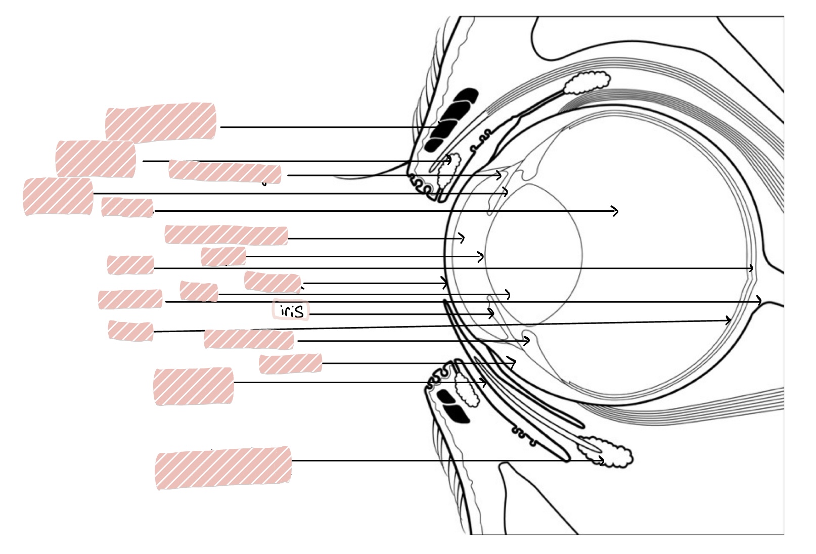<p>Constricts to control size of pupil</p>