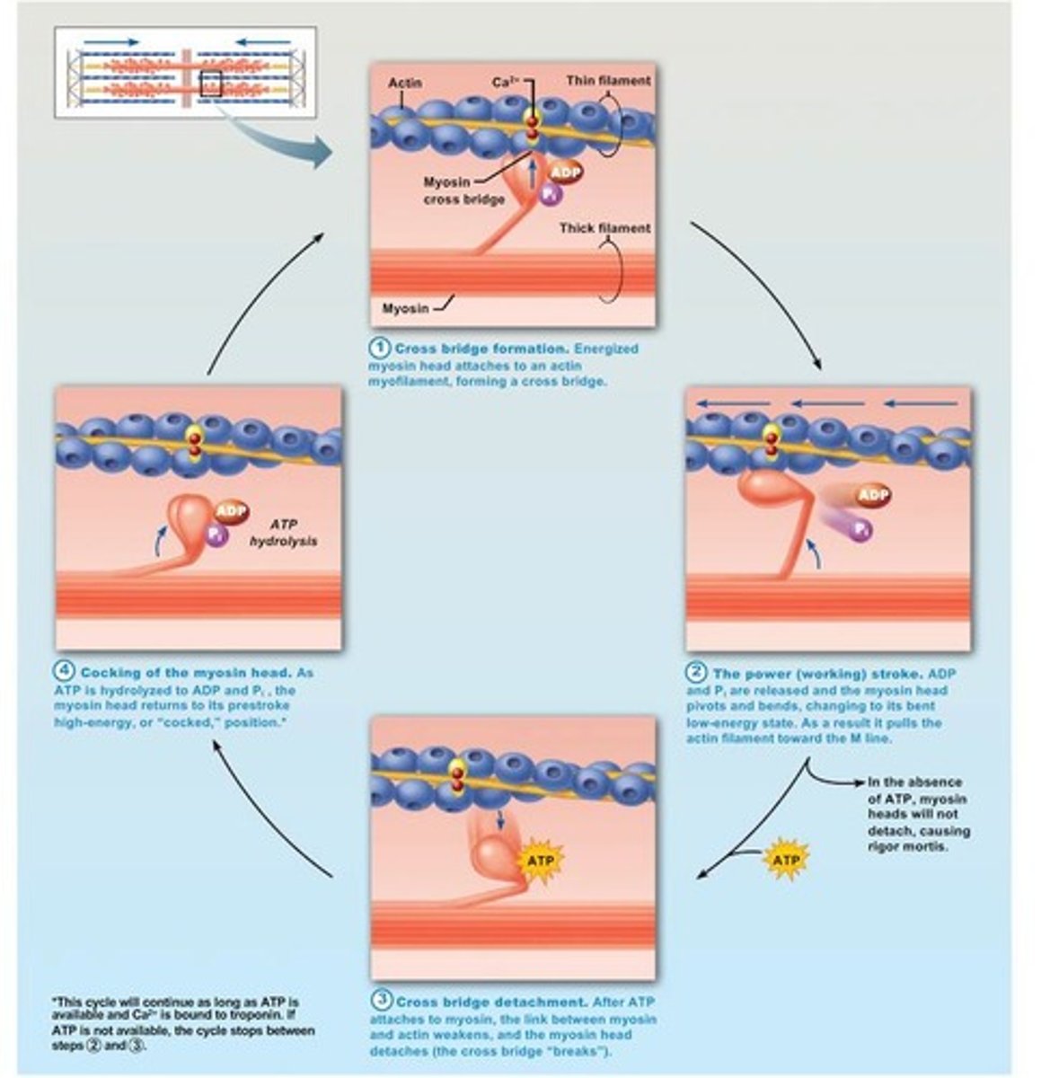 <p>Myosin</p>