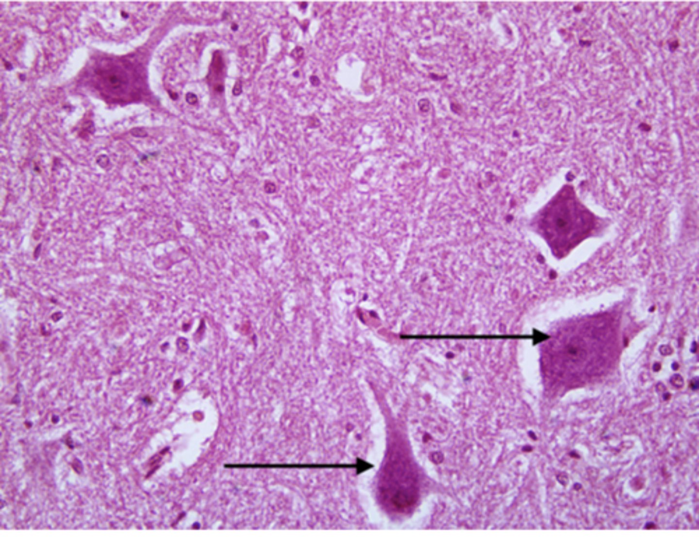 <p>Identify the cell</p>