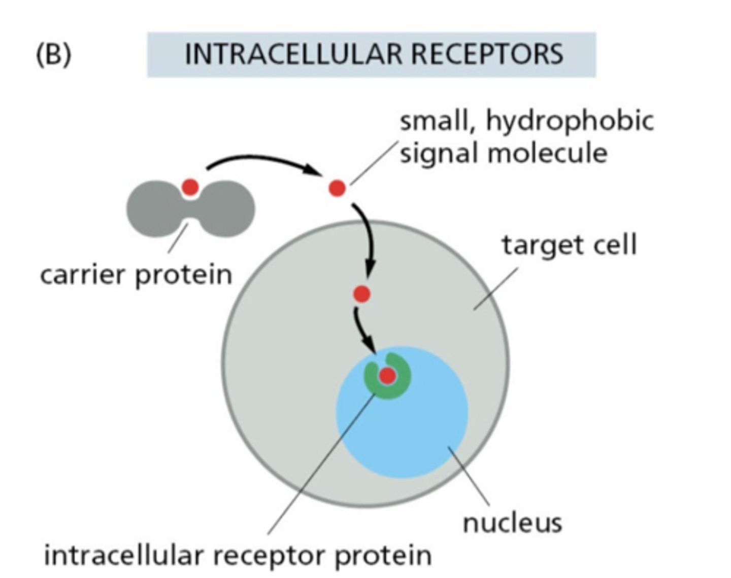 <p>They can diffuse across membranes, often binding intracellular receptors; many travel bound to carrier proteins</p>