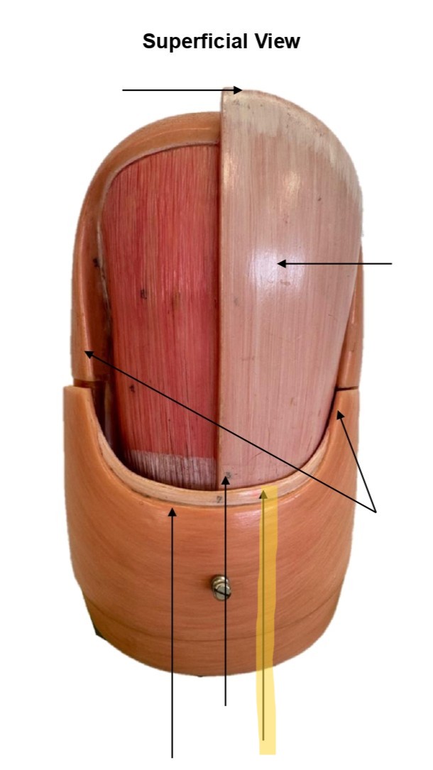 term image