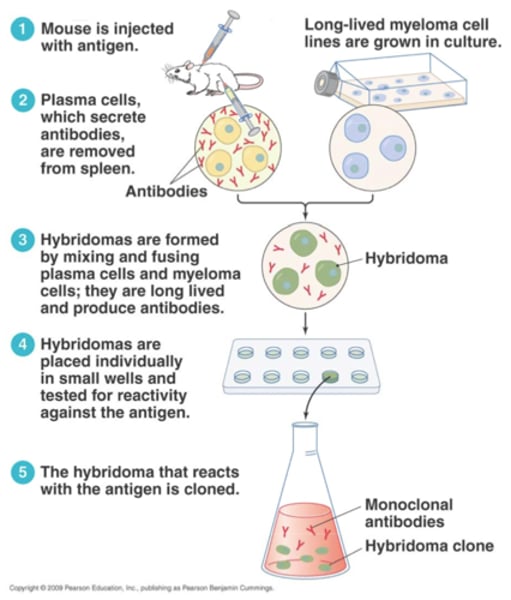 <p>hybrid cells formed by the fusion of myeloma cells and antibody-producing cells; used in the production of monoclonal antibodies</p>