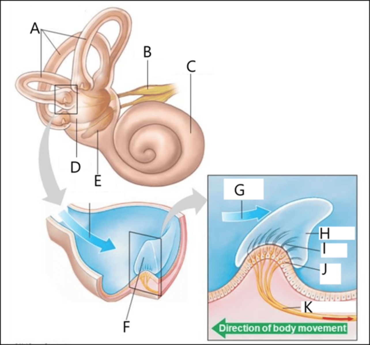 <p>Semi-Circular Canal: Identify E, F, G, and H.</p>