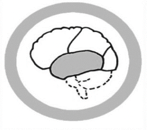 <p>The Temporal Lobe</p>