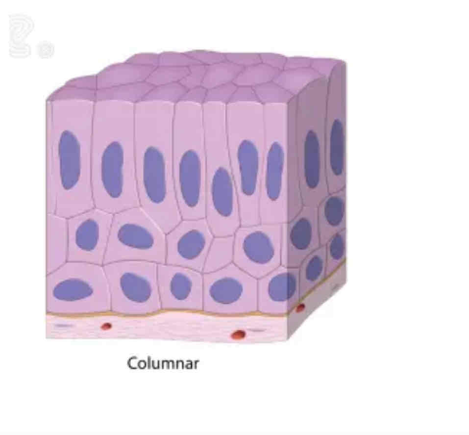 Lecture 14 Epithelial Tissue Flashcards Knowt