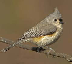 <p>What bird is this?</p>