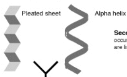 <p>Several amino acid chains that are connected with hydrogen bonds to create pleated sheets and alpha helixes. They do not have r groups</p>