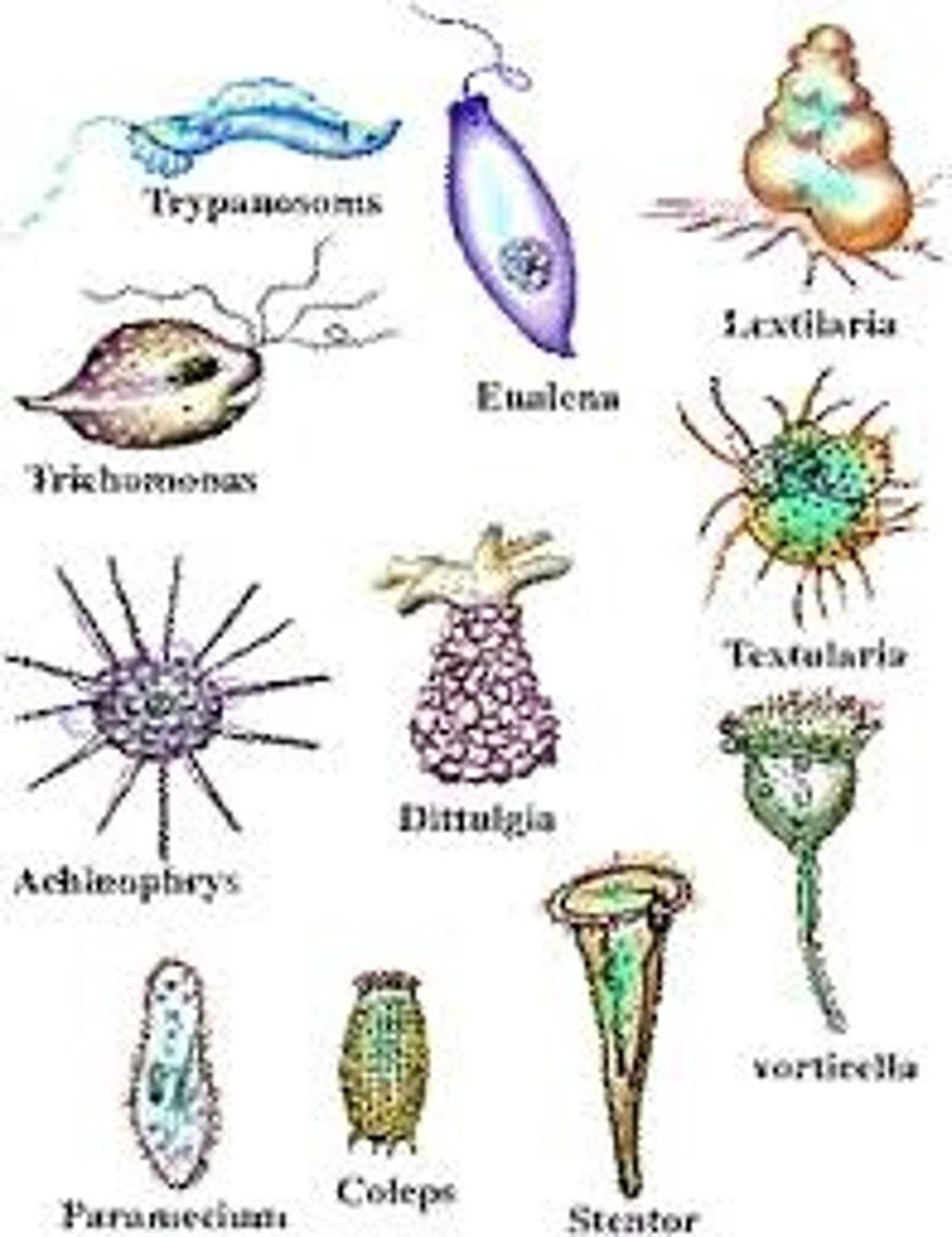 <p>- Eukaryotic organisms that are not plants, animals, or fungi.</p><p>- Can be single-celled, multicellular, or colonial</p><p>- Wide range of feeding methods, movement, and reproduction</p><p>- Not a monophyletic group</p><p>3 multiple choice options</p>