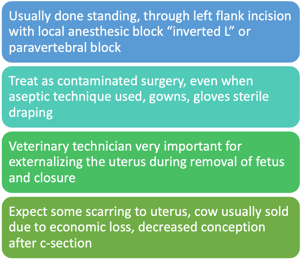 <p>C-section procedure in cattle</p>