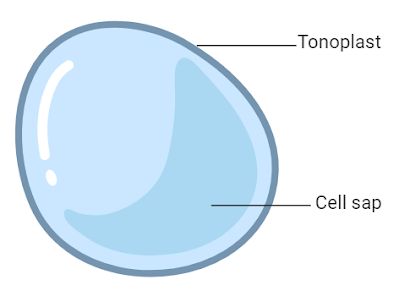 <p>Both in plant and animal cells, though the plant one is larger</p><p><strong>Membrane bound sac used for storage of water and maintaining turgor pressure</strong></p>