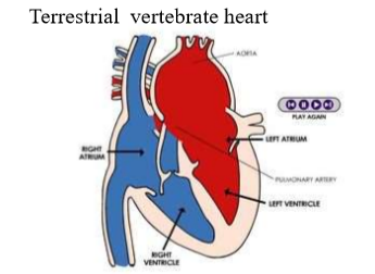 <ul><li><p>passes through the hear 2x </p></li><li><p>has 2 circuits: <strong>Pulmonary &amp; Systematics</strong></p></li></ul><p><span style="color: #3d60e1"><strong>body- vena cava-right atrium-right ventricle- lungs-</strong></span> <strong>left atrium</strong>-<strong> </strong><span style="color: #ec1c1c"><strong>left ventricle-aorta- body </strong></span></p>