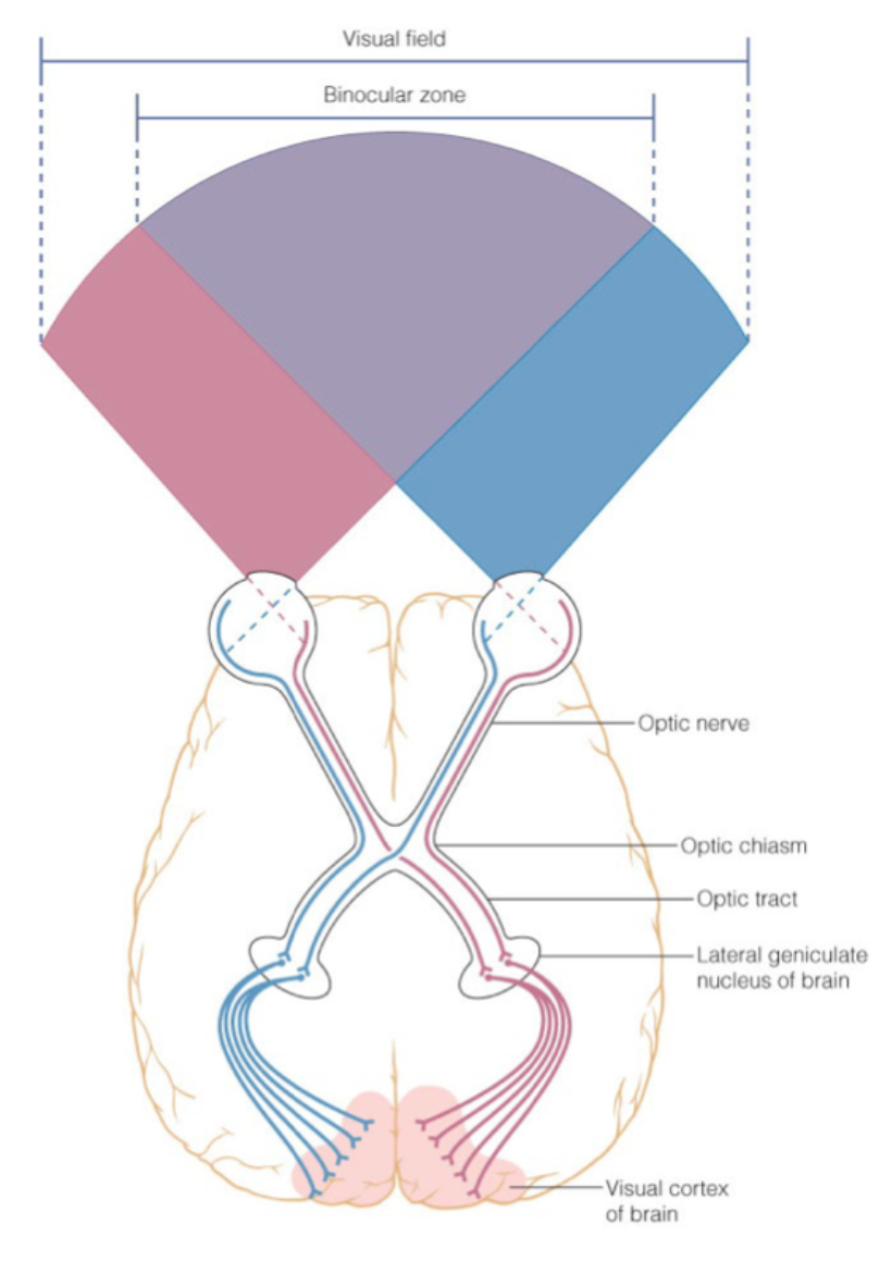 - significant ipsilateral signals
- if contralateral, cross at optic chiasm 