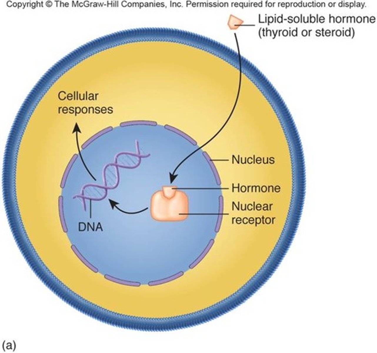 <p>nuclear receptors; ligand acts in nucleus to initiate transcription of RNA from DNA</p>