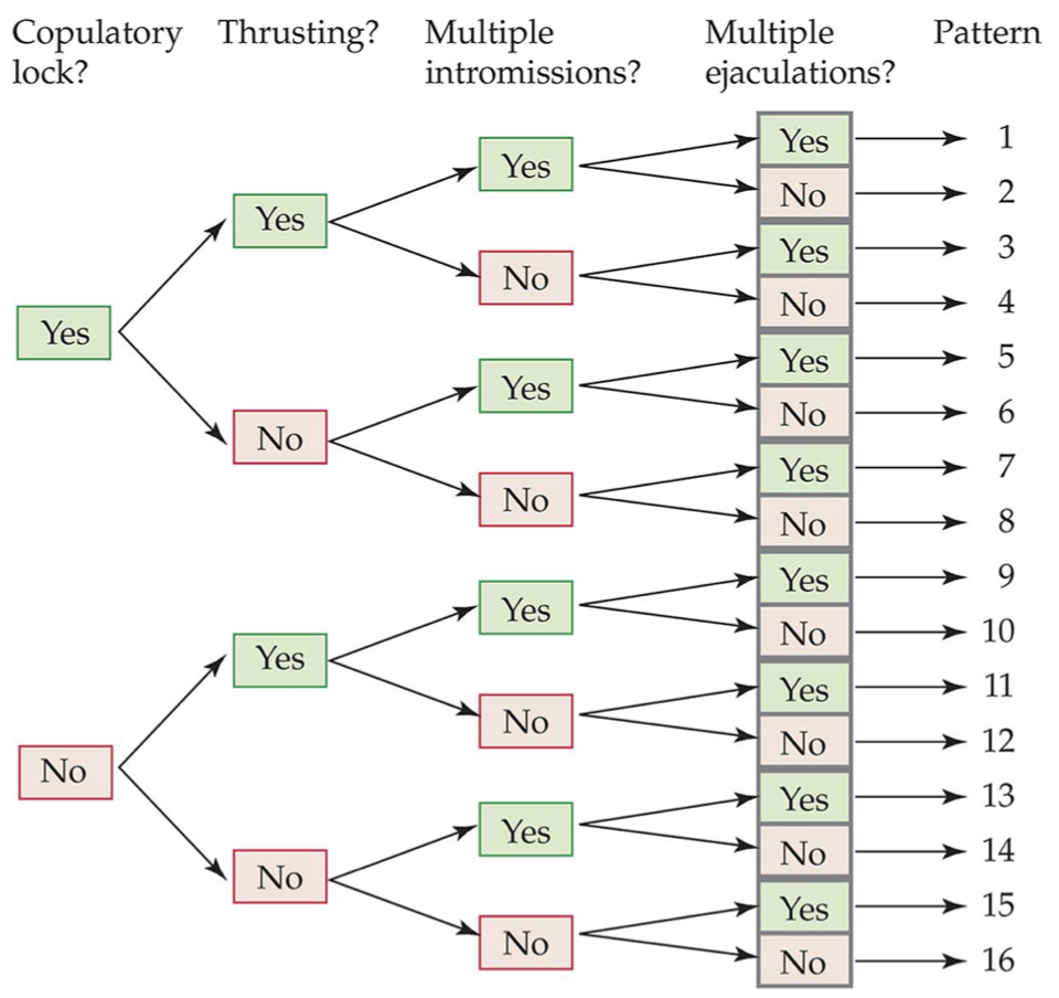 <ul><li><p>frequency of sexual behaviors</p></li><li><p>extent to which sexual behaviors are mediated by hormones</p></li><li><p>Yes or No to… (16 total patterns)</p><ul><li><p>copulatory lock</p></li><li><p>thrusting</p></li><li><p>multiple intromissions</p></li><li><p>multiple ejaculations</p></li></ul></li></ul><p></p>