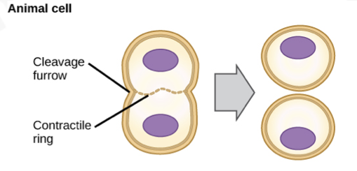<ul><li><p><span>contractile ring forms, pushing the equator of cell inwards, forming a cleavage furrow</span></p></li><li><p><span>this cleavage furrow deepens as active filaments in the ring contract</span></p></li><li><p><span>eventually the cell splits into 2</span></p></li></ul>