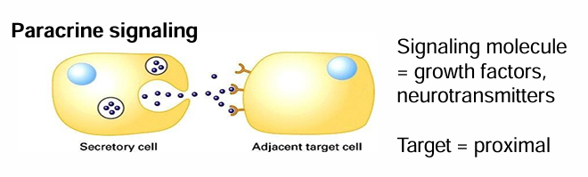 <ul><li><p>Secreted signals are released into extracellular space </p></li><li><p>They can diffuse into neighbouring cells&nbsp;</p></li><li><p>Signal and target cells are close</p></li><li><p>Common Ex. Growth factors and NTs</p></li></ul><p></p>