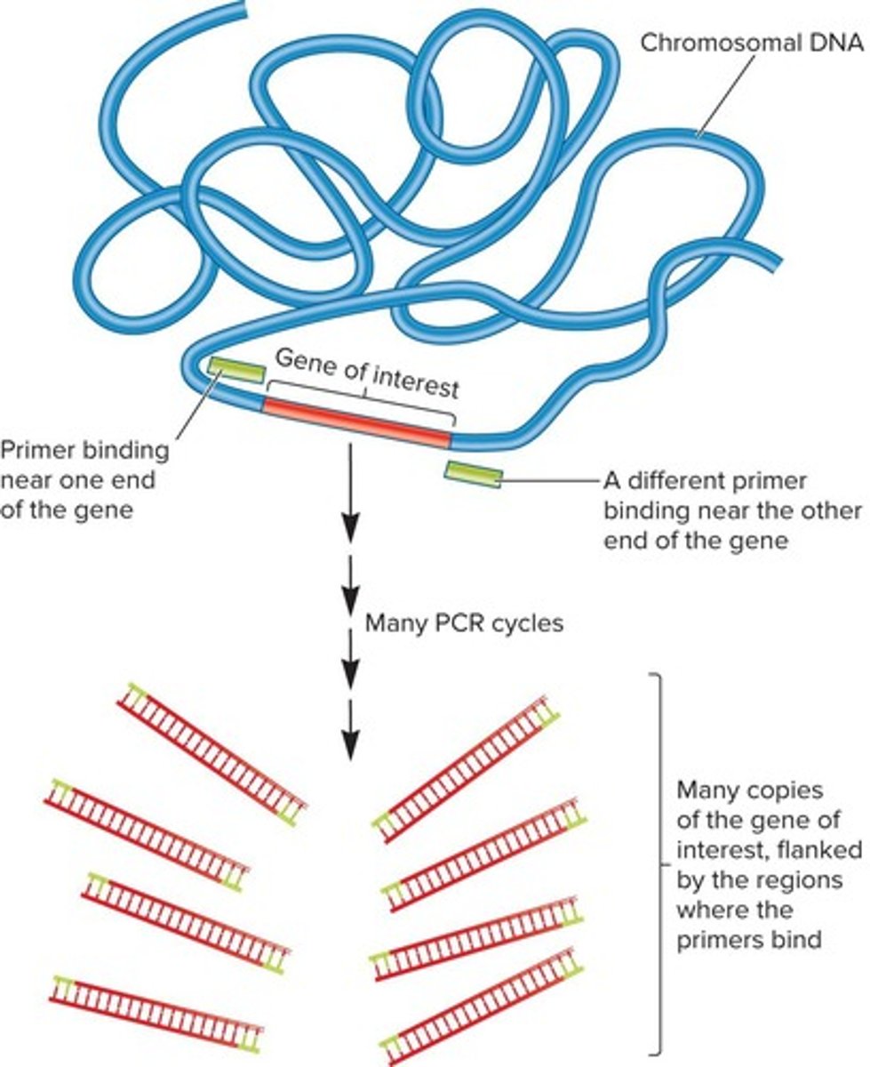 <p>A method to copy a specific sequence of DNA without vectors and host cells.</p>