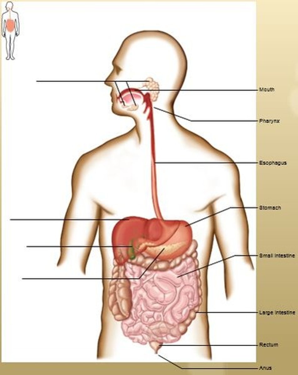 <p>Mouth, Pharynx, Esophagus, Stomach, Small Intestines, Large Intestines, Rectum, and Anus.</p>