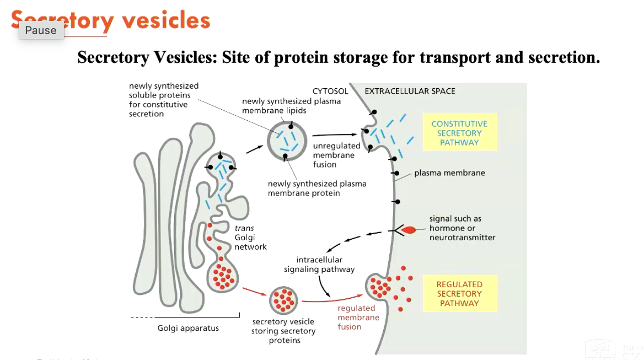 <p>Protein storage for transport and secretion</p>