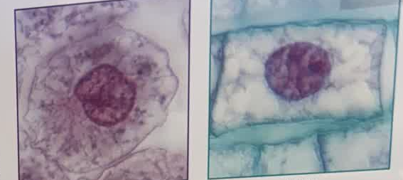 <p>Phase of the cell cycle in between divisions in which cells spend most of their time growing and carrying out their cellular functions in the body</p>