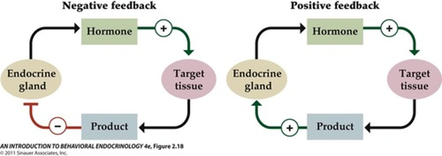 <p>Negative and positive feedback loops</p><p>- body senses change - endocrine gland responds by hormone secretion - target cells respond to bring variable back to original state</p>