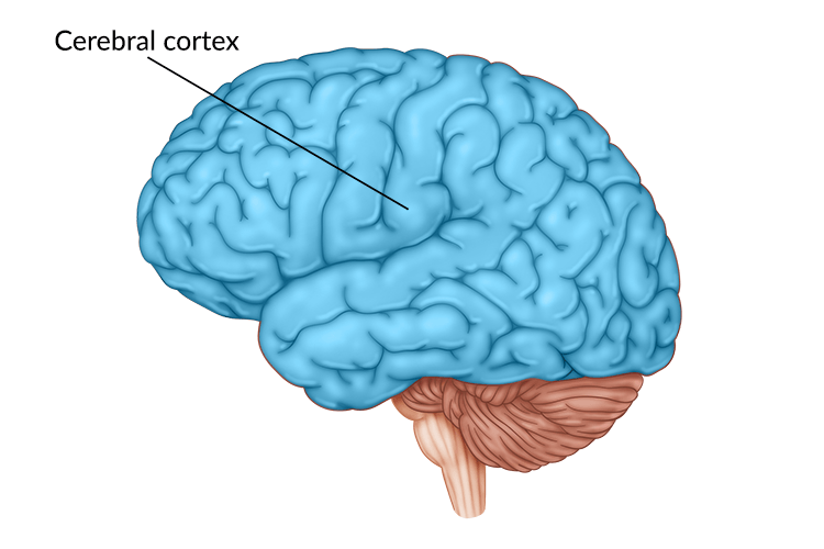 <p><strong>Outermost covering</strong> of the brain, made up of densely packed neurons, responsible for <strong>higher thought processes and interpretation of sensory input.</strong> <strong>Gray Matter. </strong>Made up of<strong> 4 lobes. </strong></p>