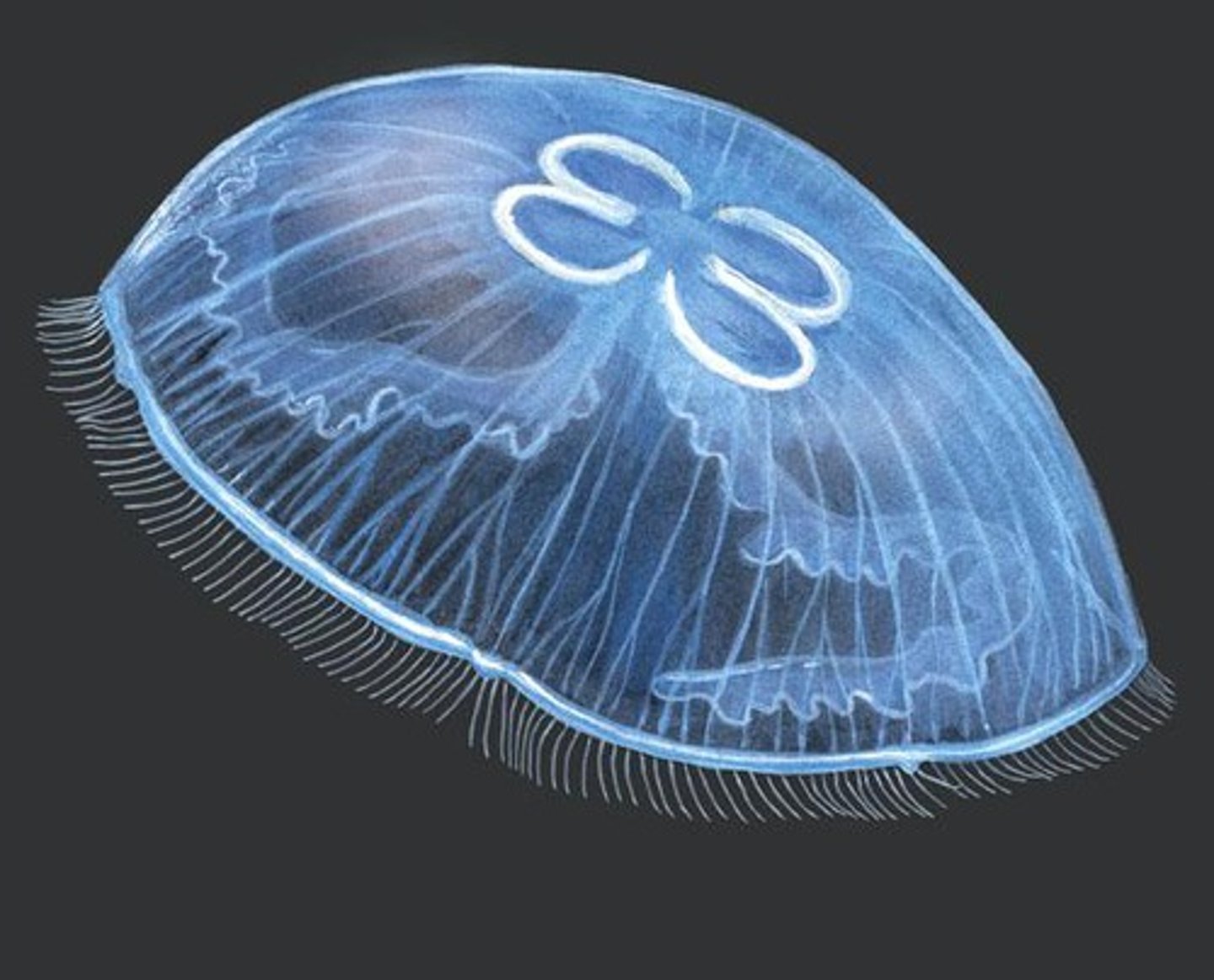 <p>Class of cnidarians (jellyfish)</p><p>- ex. Aurelia</p><p>- life cycle = planulae, scyphistoma, strobila (early), strobila (late), ephyra</p><p>- alternation of generations with asexual polyps and sexual medusae</p>