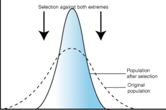<p>selection for those individuals with average phenotypes and selection against those with extreme phenotypes</p>