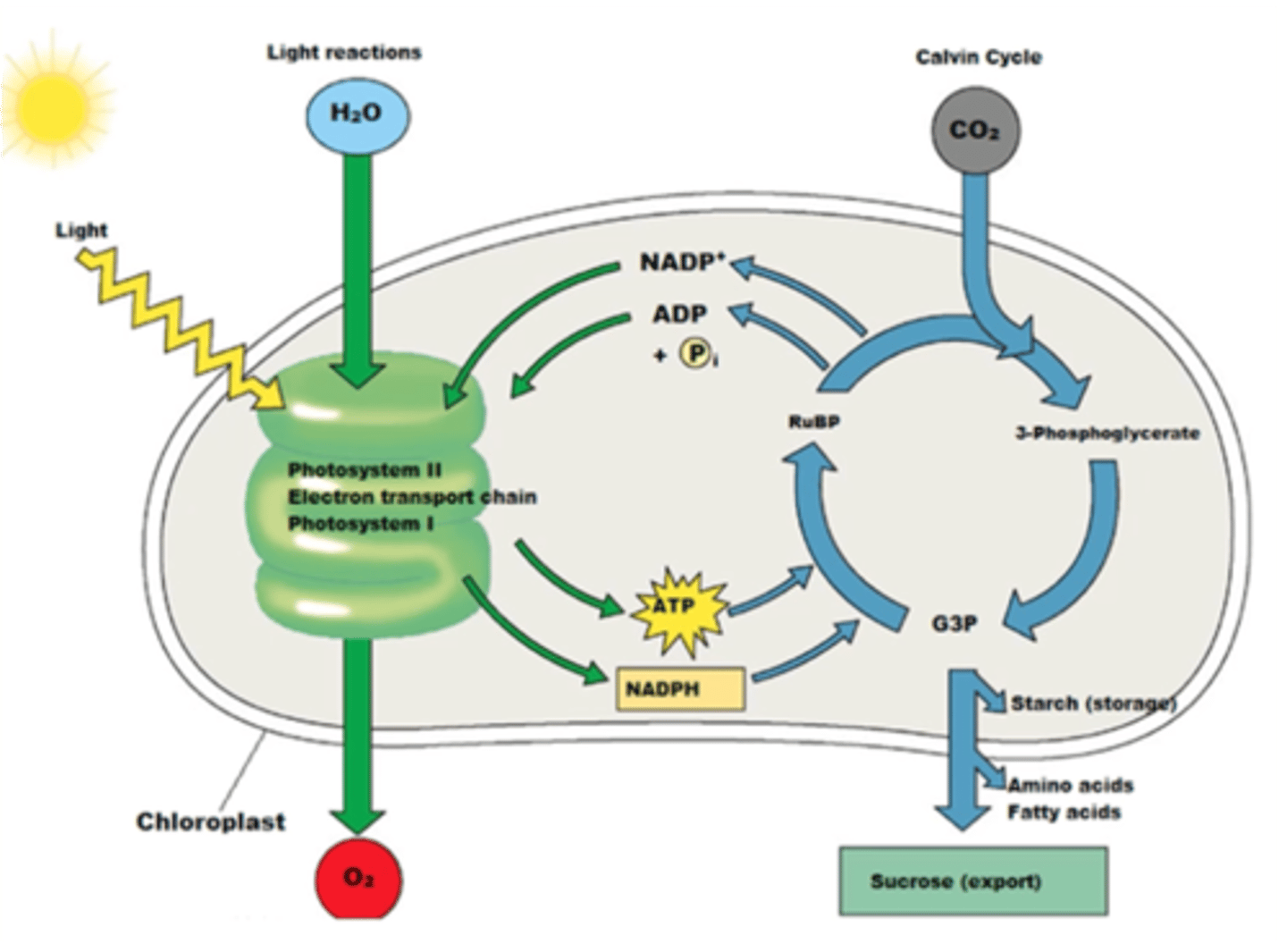 <p>vyksta augalų chloroplastuose, kuriuose yra pigmento chlorofilo, kuris kartu yra ir fotoreceptorius, sugeriantis šviesos kvantus. Šviesos kvantai sužadina chlorofilo molekules ir vyksta reakcijos, kurių metu išsiskiria deguonis, o elektronai pernašos grandine yra perduodami NADP+. Dalis šviesos energijos yra paverčiama ATP.</p>