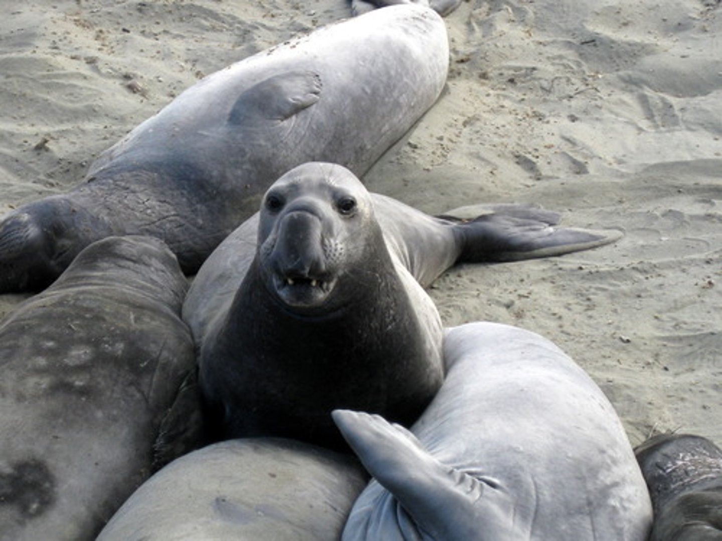 <p>seals</p>