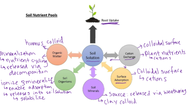 Soil Nutrient Pools