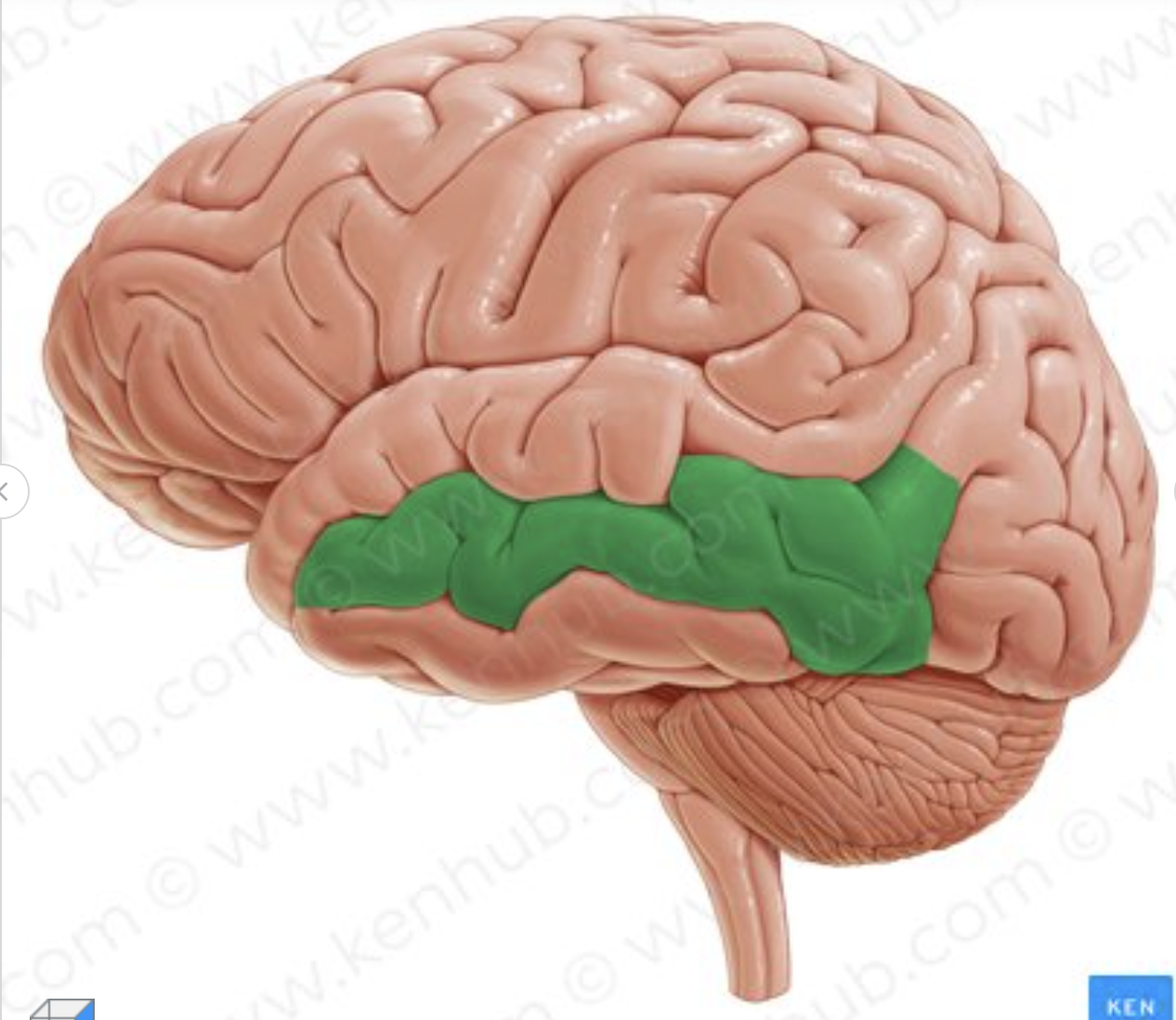 <p>Which gyrus is in green?</p>