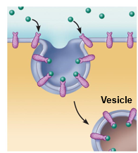 <p>Extracellular substances bind to specific receptor proteins, enabling the cell to ingest and concentrate specific substances (ligands) in protein-coated vesicles. Ligands may simply be released inside the cell, or combined with a lysosome to digest contents. Receptors are recycled to the plasma membrane in vesicles.</p>