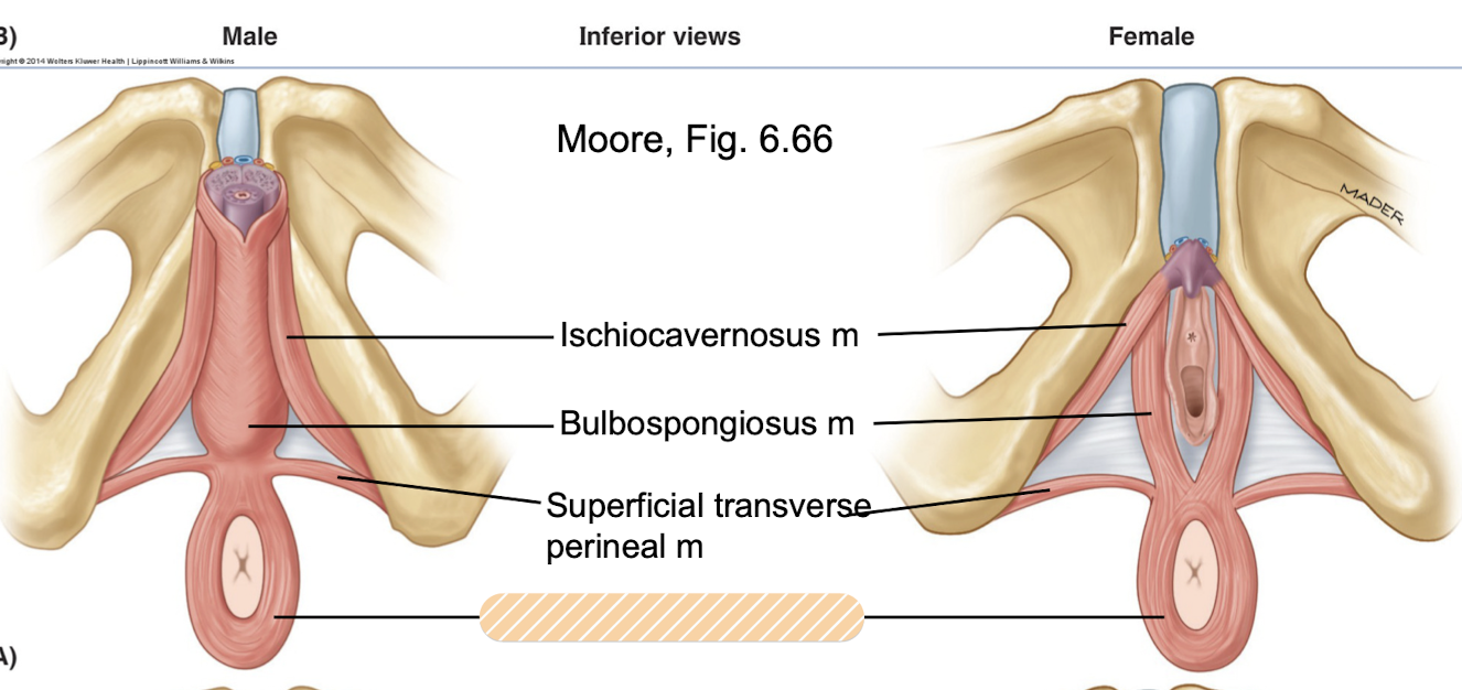 <p>anteriorly attached to <strong>perineal</strong> <strong>body</strong>, <span>innervated by <strong>inferior rectal nerve (S2-S4)</strong></span></p><p><span>surrounds anal canal, <strong>helps to maintain fecal continence</strong> (closing off the anus)</span></p><p><em>Perineal muscle</em></p>