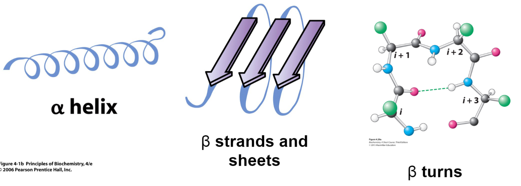 <ul><li><p>arise from non-cov interactions btwn func groups</p></li><li><p>alpha helix</p></li><li><p>beta strands and sheets</p></li><li><p>beta turn</p></li></ul>