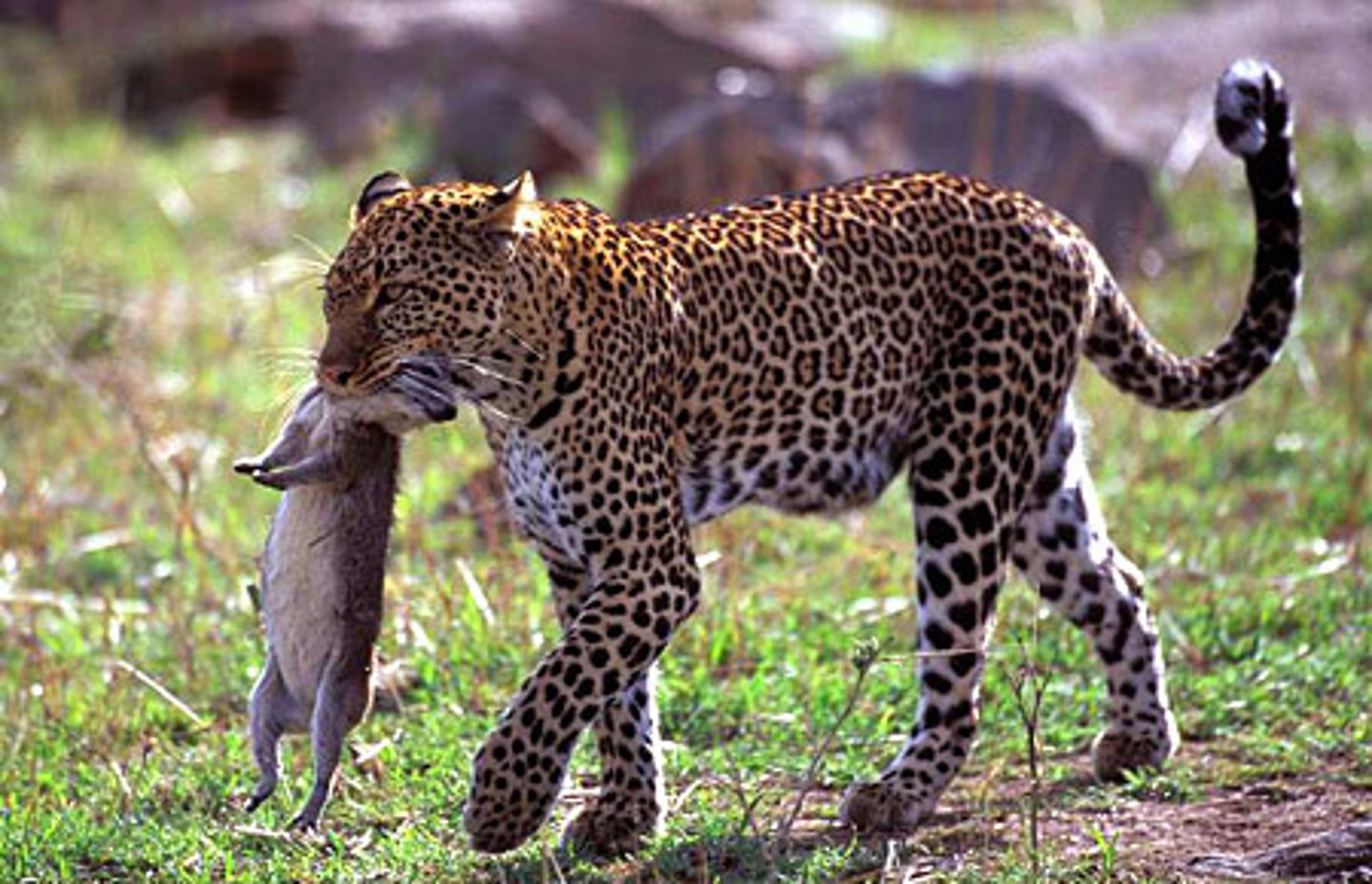 <p>An organism that is killed and eaten by another organism</p>