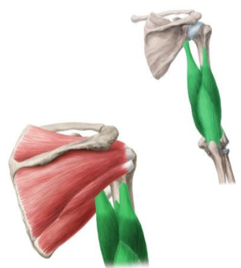 <p><span>Oorsprong: Caput longum: tuberculum infraglenoidale</span><span><br></span><span>Caput mediale: op humerus op posterieure zijde</span><span><br></span><span>Caput laterale: op humerus iets meer proximaal en</span><span><br></span><span>lateraal</span><span><br></span><span>Aanhechting: Olecranon</span><span><br></span><span>Functie:Belangrijke extensie van de voorarm</span><span><br></span></p>