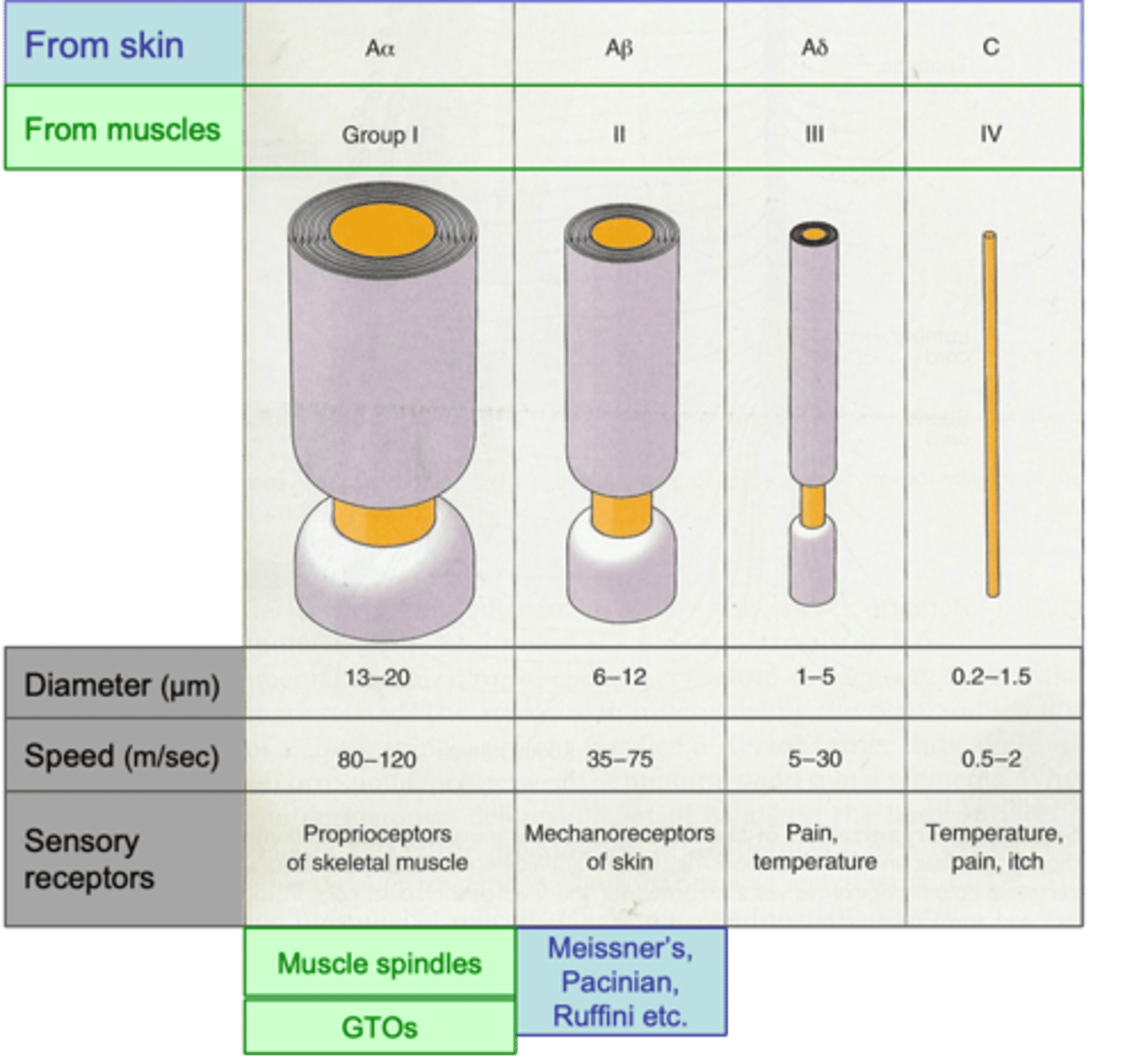 <p>Axons coming from the _____________ designated by Roman numerals: I, II, III and IV; I = largest, IV = smallest</p>