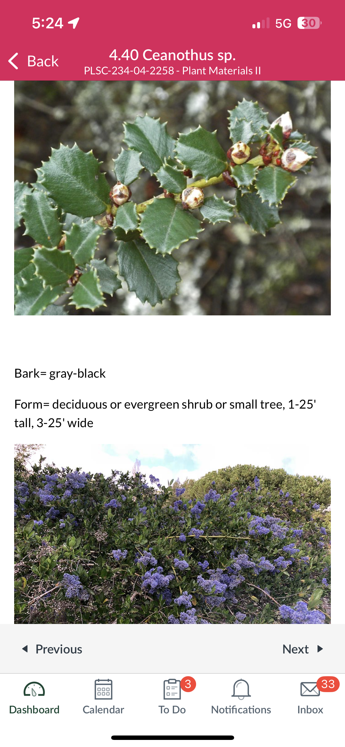 <p>Ceanothus sp.</p>