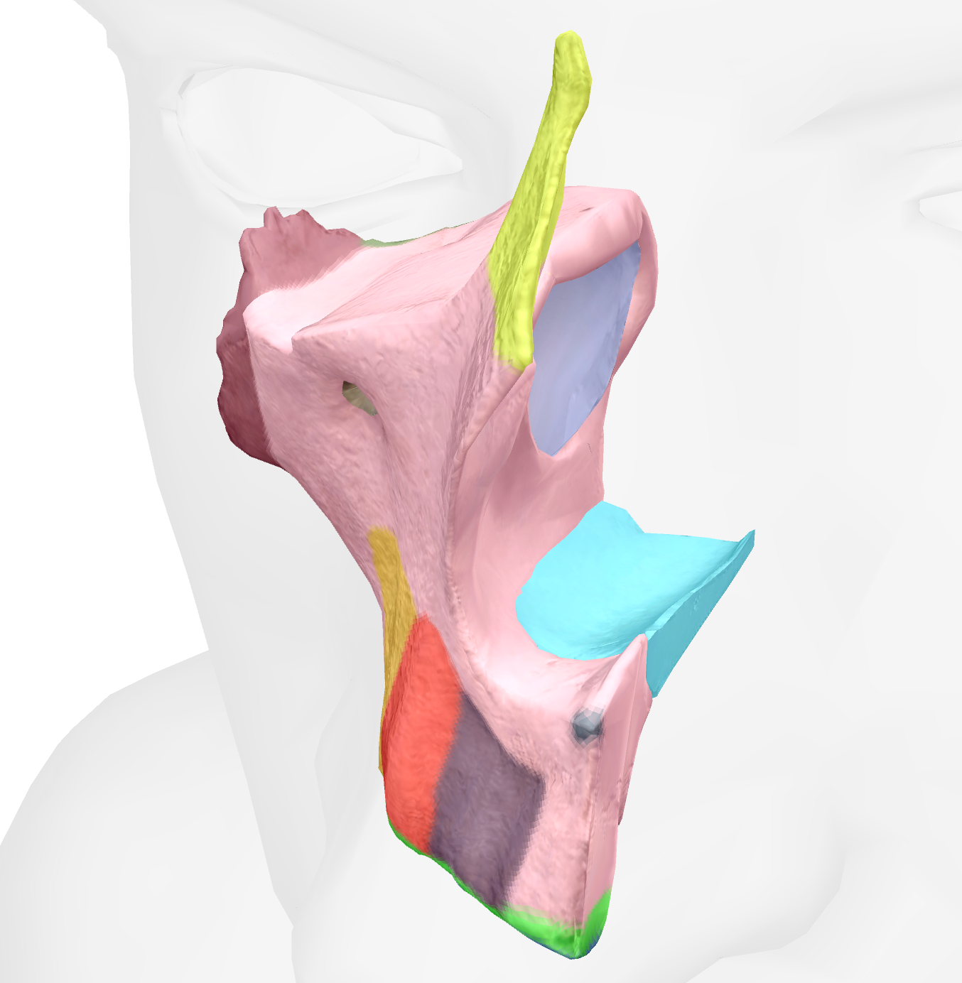 <p>roof of mouth on maxilla </p>