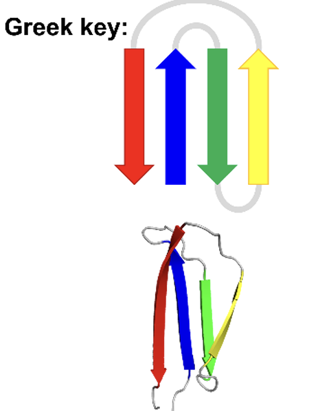 <ul><li><p>larger motif </p></li><li><p>when have consecutive 3 anitparallel B-sheets connected by small hairpins followed by a larger connection to the 4 B-sheets which lies adjacent to the first </p></li></ul><p></p>
