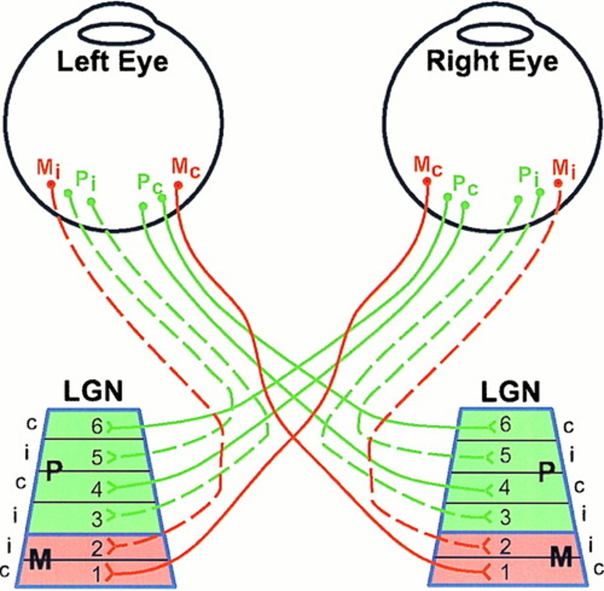<p>the part of the thalamus that receives information from the optic tract and sends it to visual areas in the occipital cortex; around 90% of retinal ganglion cells project onto the LGN</p>