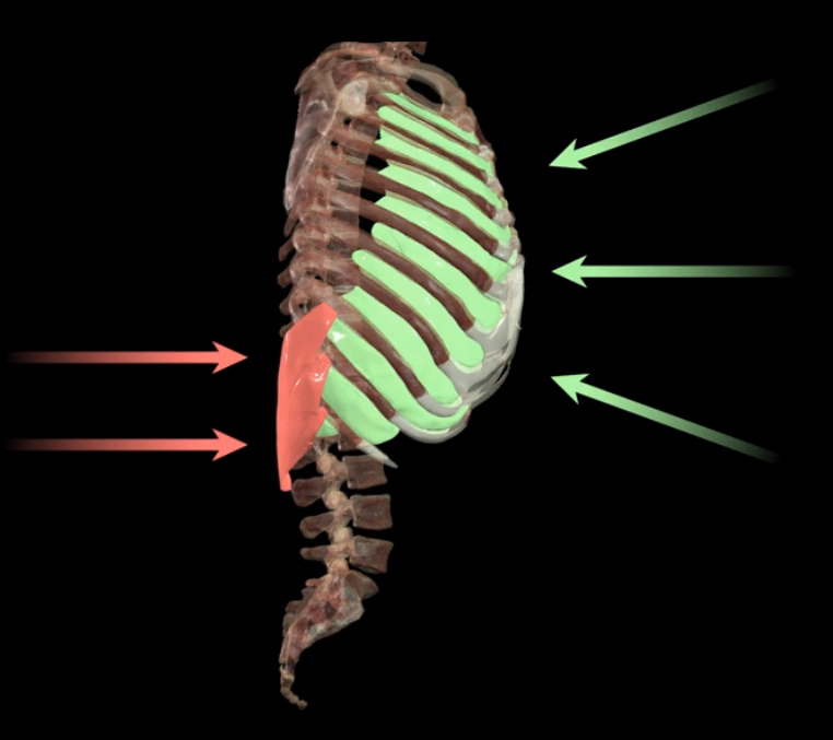 <p>What muscles compress the thoracic cavity beyond normal resting state?</p>