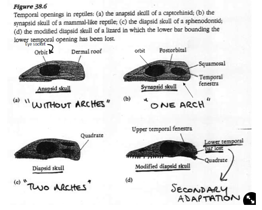 <ul><li><p>presence of holes in the skull</p></li><li><p><strong>anapsid</strong>→ no holes</p></li><li><p><strong>synapsid</strong>→ have 1 hole and 1 bar (arch) underneath</p></li><li><p><strong>diapsid</strong>→ have 2 holes and 2 bars</p><ul><li><p><span>can be modified→ lower arch is lost in lizards, both lost in snakes</span></p></li></ul></li></ul>