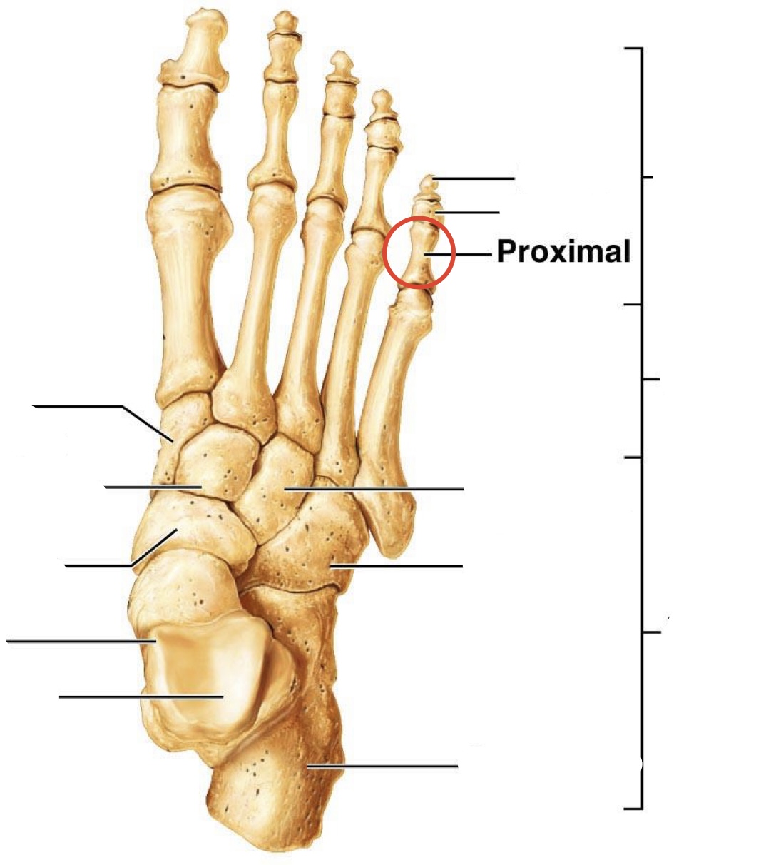 <p>Proximal <span>Phalanges</span></p>