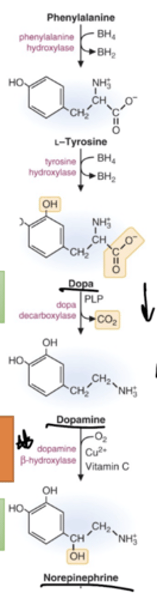 <p>The required coenzymes and cofactors include BH4 (tetrahydrobiopterin), vitamin B6 (pyridoxal phosphate), vitamin C (ascorbic acid), and copper.</p>