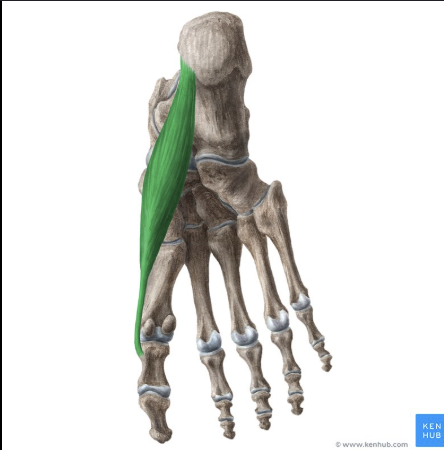 <p>bottom of foot</p>