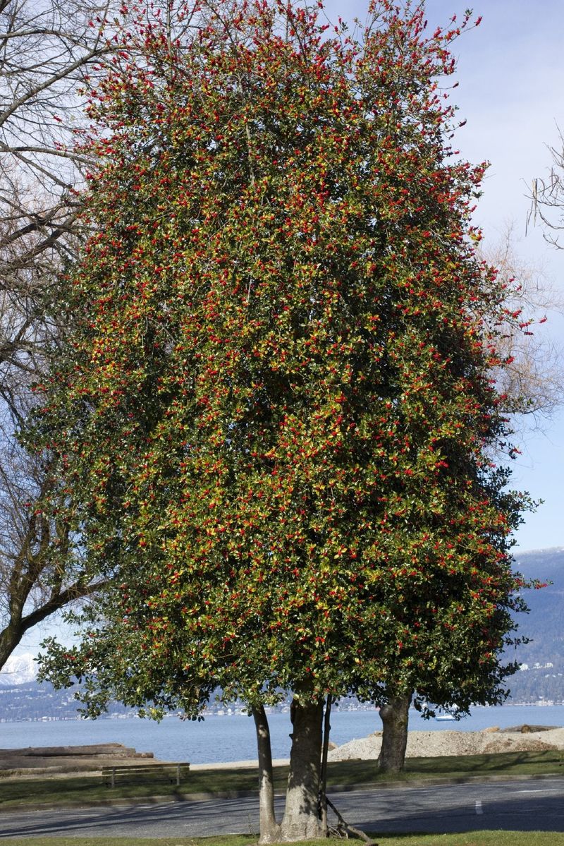 <p>American Holly</p>